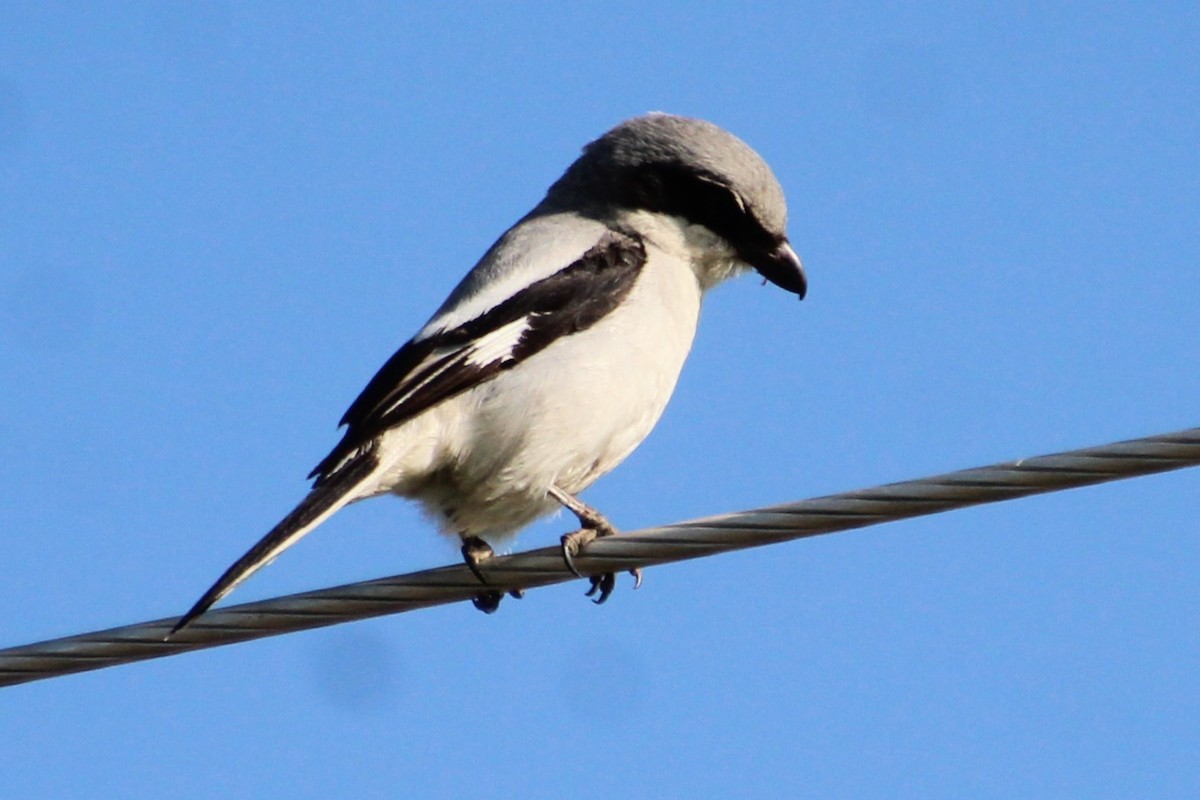 Loggerhead Shrike - ML589501751