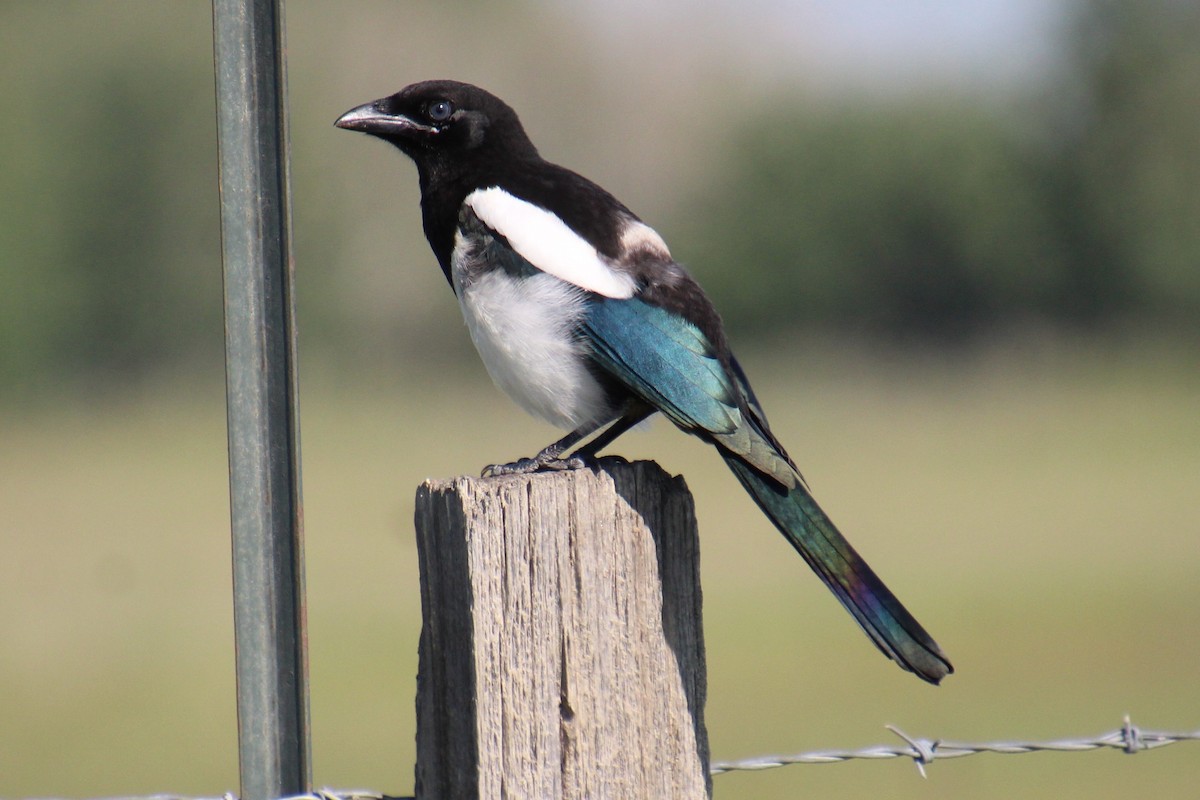 Black-billed Magpie - ML589501961