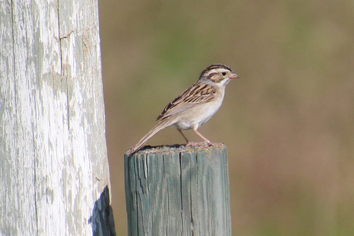 Clay-colored Sparrow - ML589502081