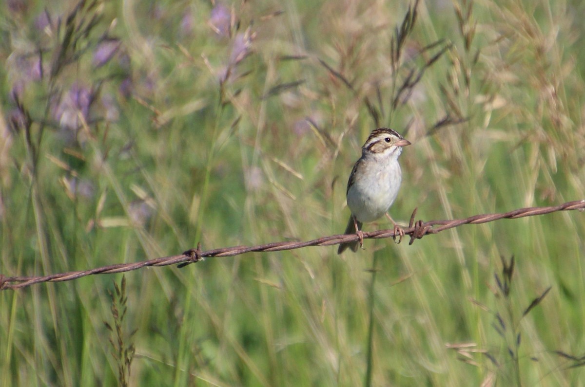 Clay-colored Sparrow - ML589502301