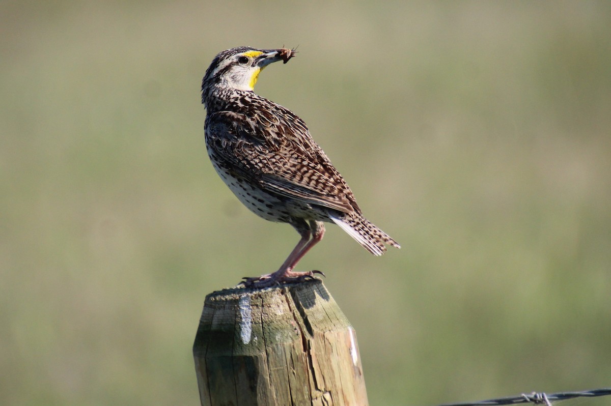 Western Meadowlark - ML589502471