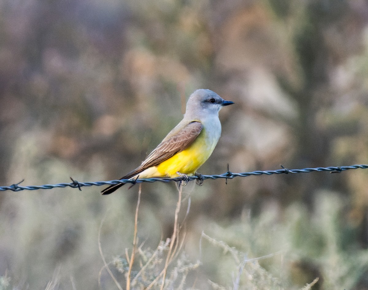 Western Kingbird - ML589502561