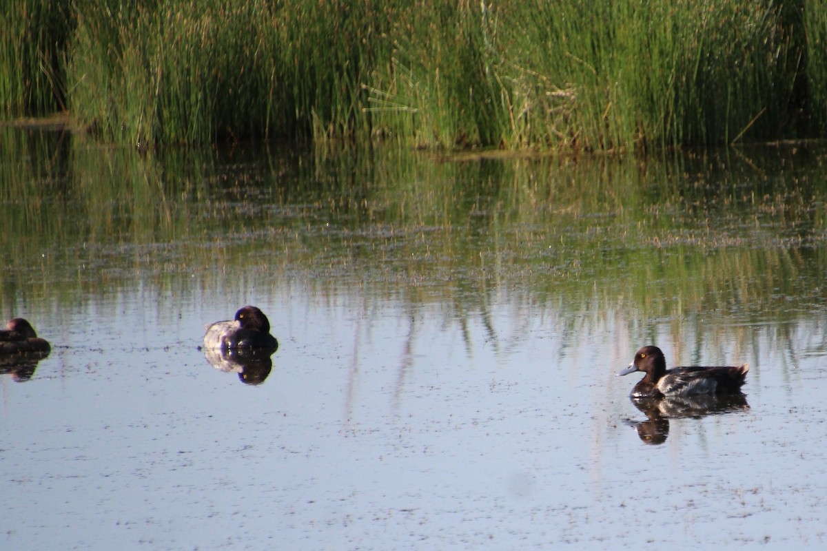 Lesser Scaup - ML589502611