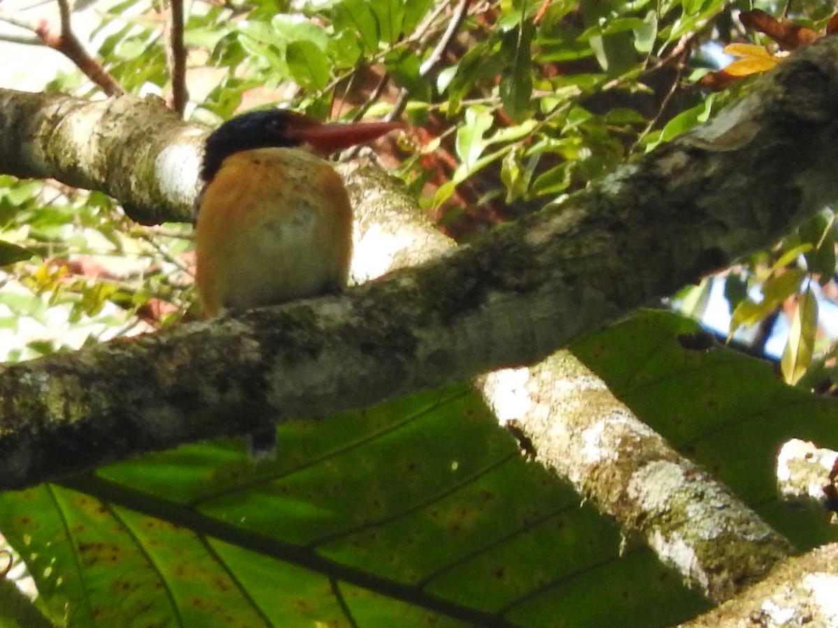 Banded Kingfisher (Black-faced) - ML589502631