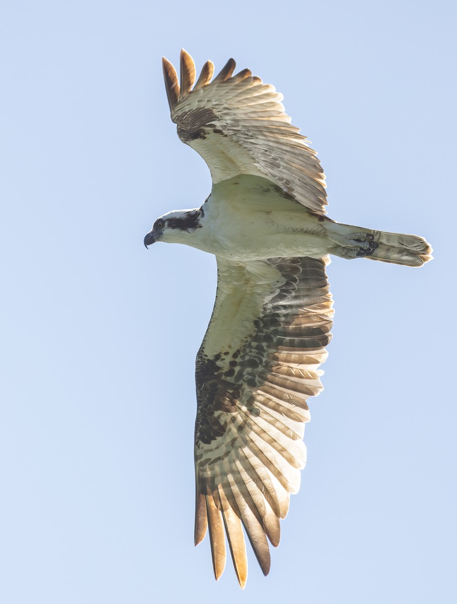 Águila Pescadora - ML589502781