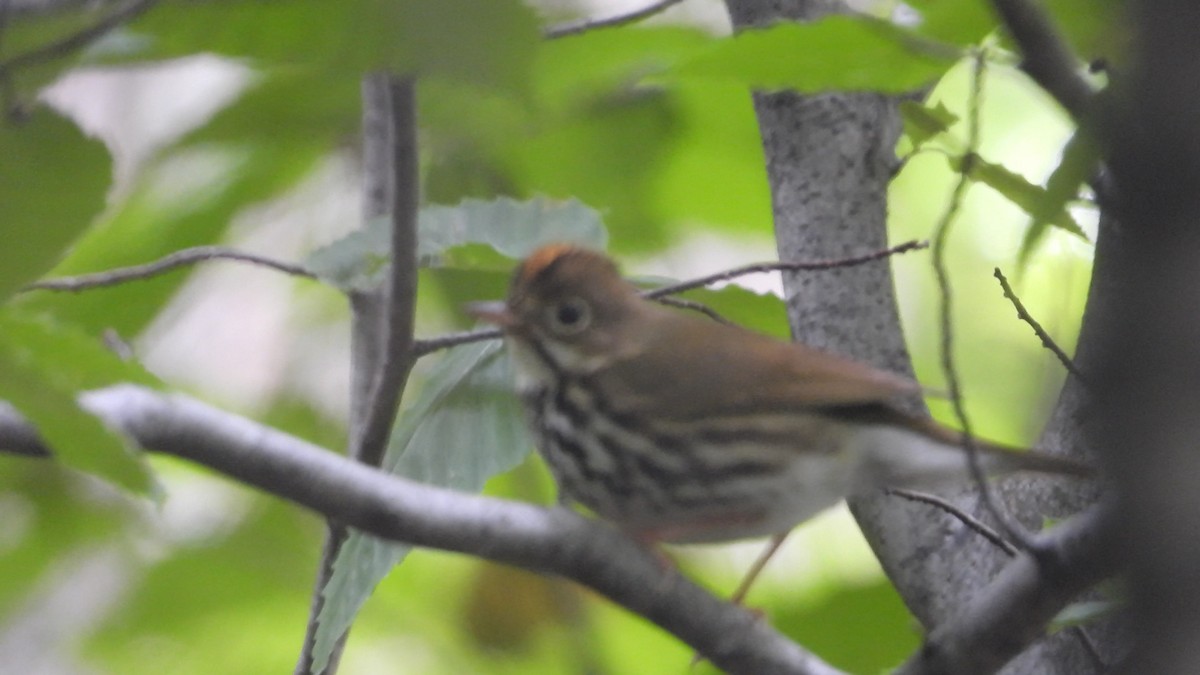 Ovenbird - Denis Provencher COHL