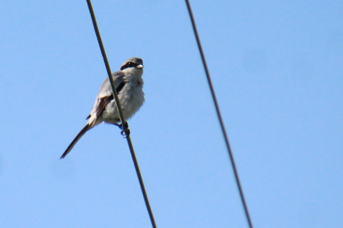 Loggerhead Shrike - ML589503431