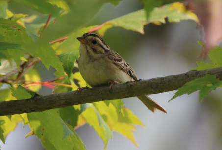 Clay-colored Sparrow - LeJay Graffious