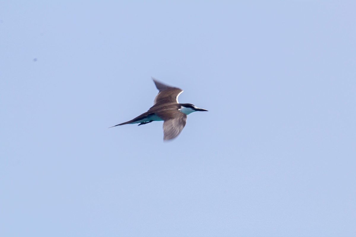 Sooty Tern - ML58950431