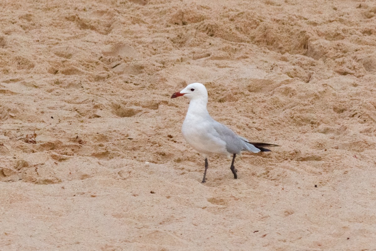 Gaviota de Audouin - ML589505821