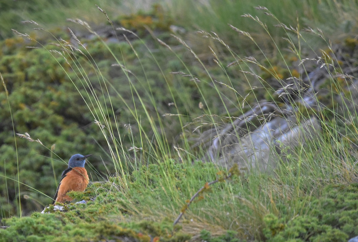 Rufous-tailed Rock-Thrush - ML589506171