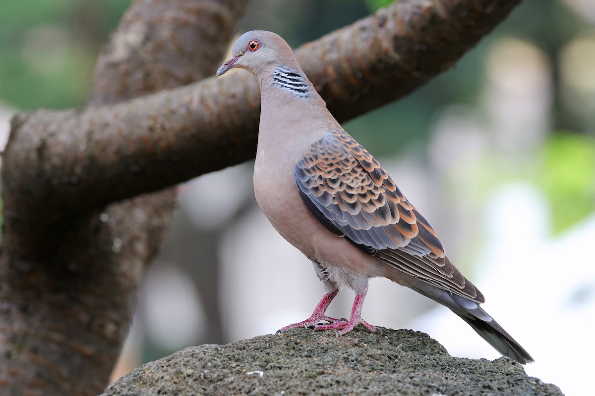 Oriental Turtle-Dove - ML589506381