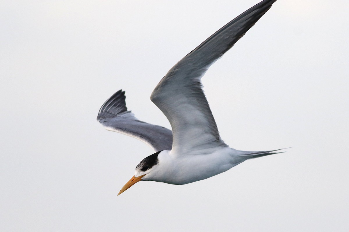 Lesser Crested Tern - ML589507001