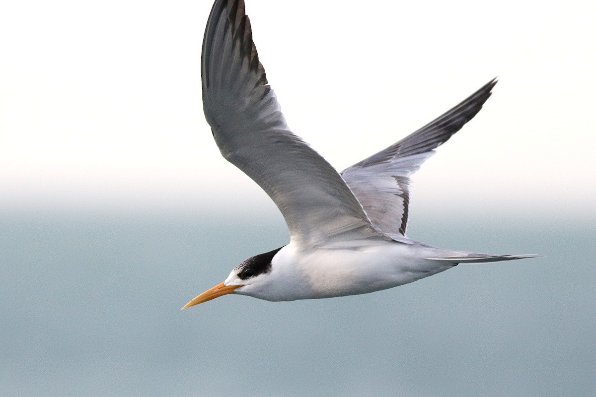 Lesser Crested Tern - ML589507011
