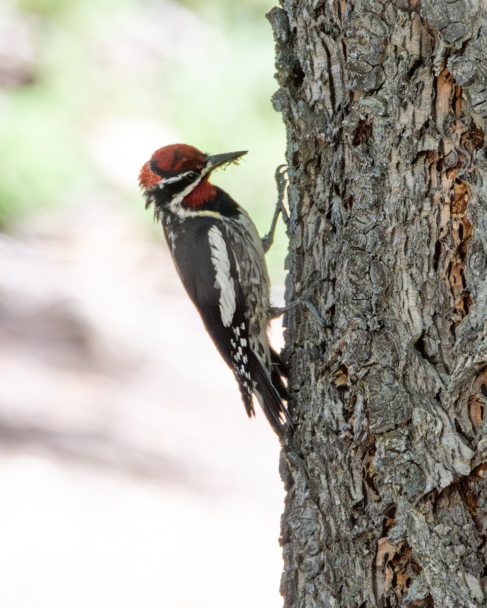 Red-naped Sapsucker - ML589507711