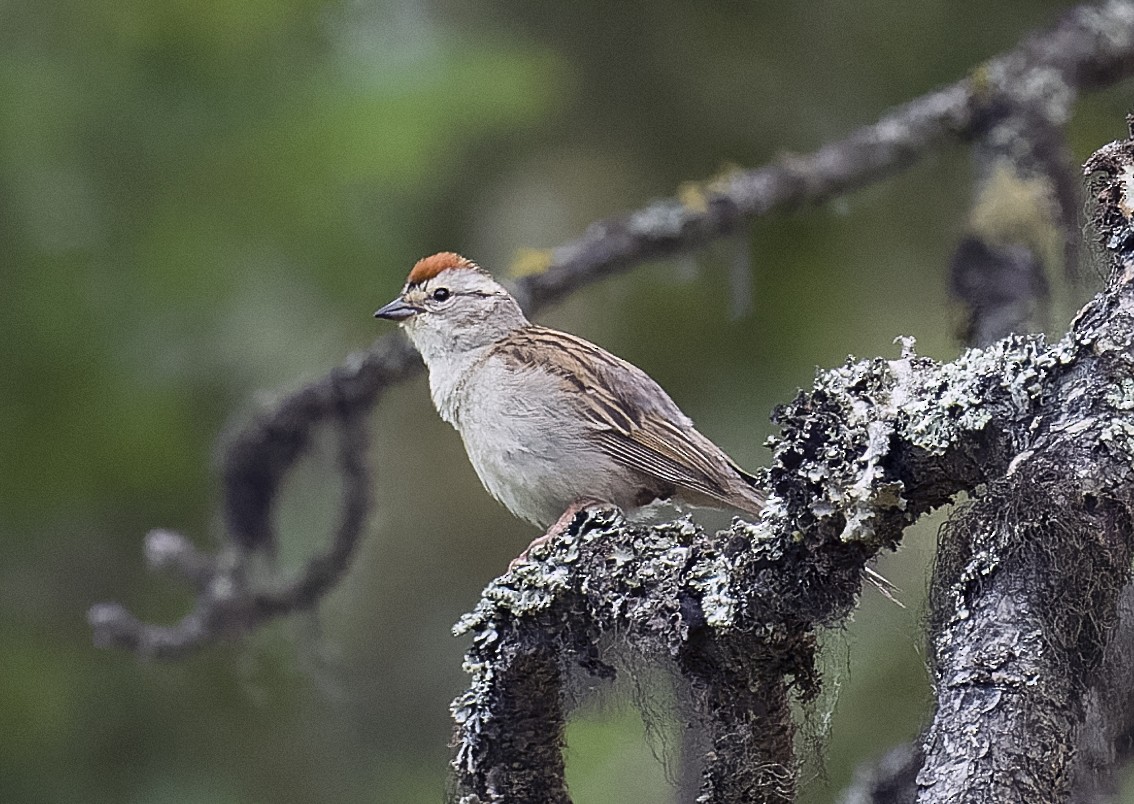 Chipping Sparrow - ML589507721