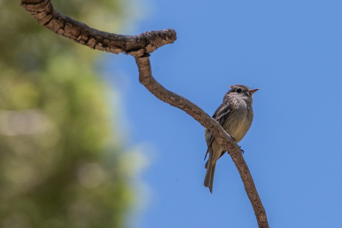 Hammond's Flycatcher - ML589507731