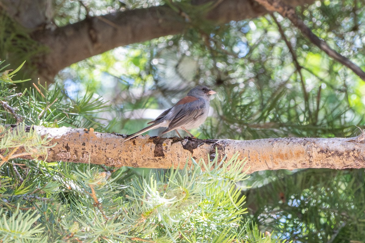 Dark-eyed Junco (Gray-headed) - ML589507961