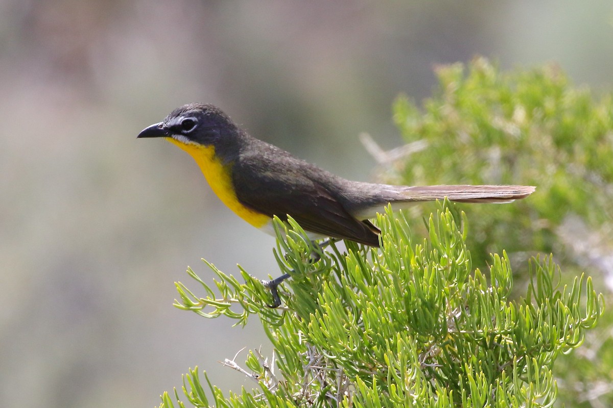 Yellow-breasted Chat - ML589509091