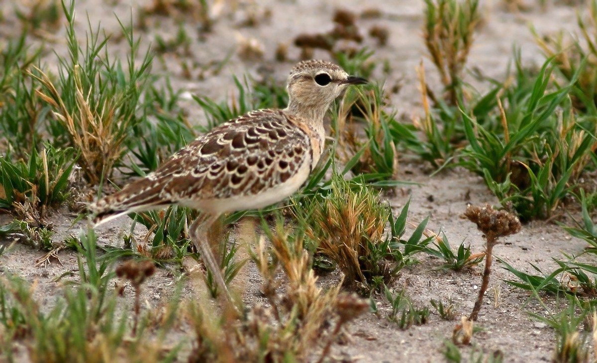 Double-banded Courser - ML589509641