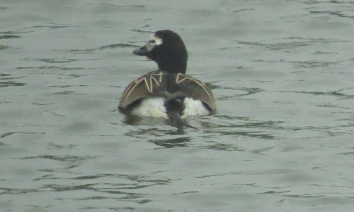 Long-tailed Duck - ML589509721