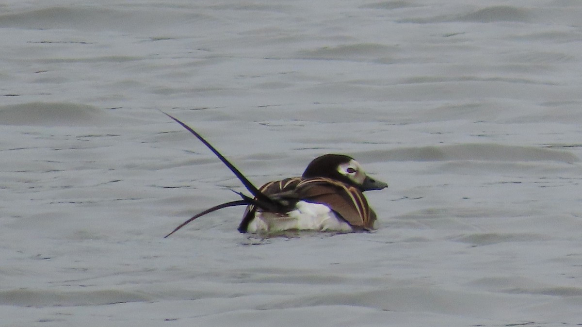 Long-tailed Duck - ML589510011