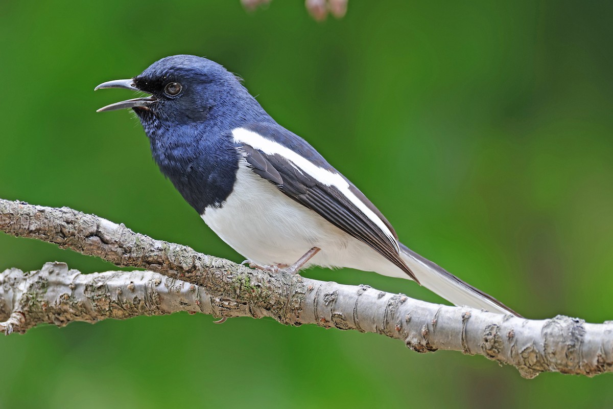 Oriental Magpie-Robin - Nathan Wall