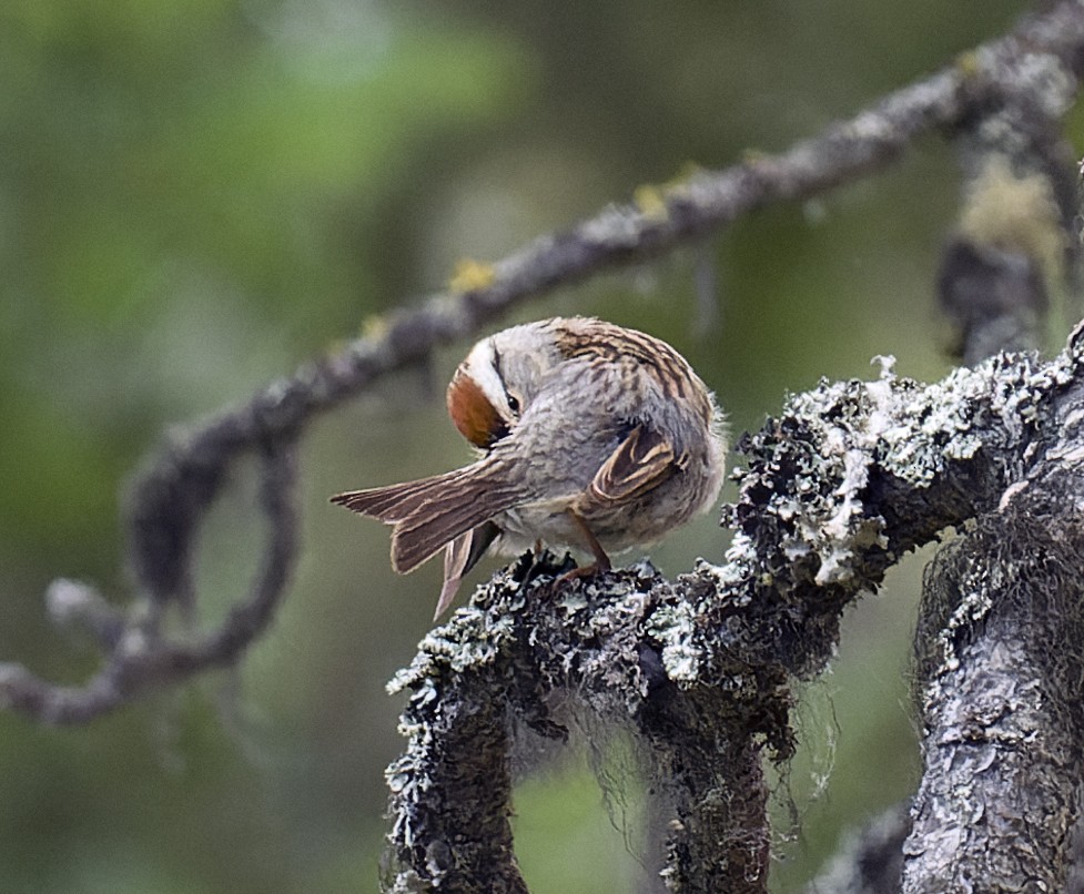 Chipping Sparrow - ML589510321