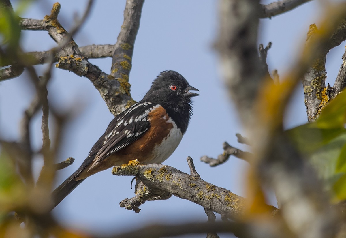 Spotted Towhee - ML58951091