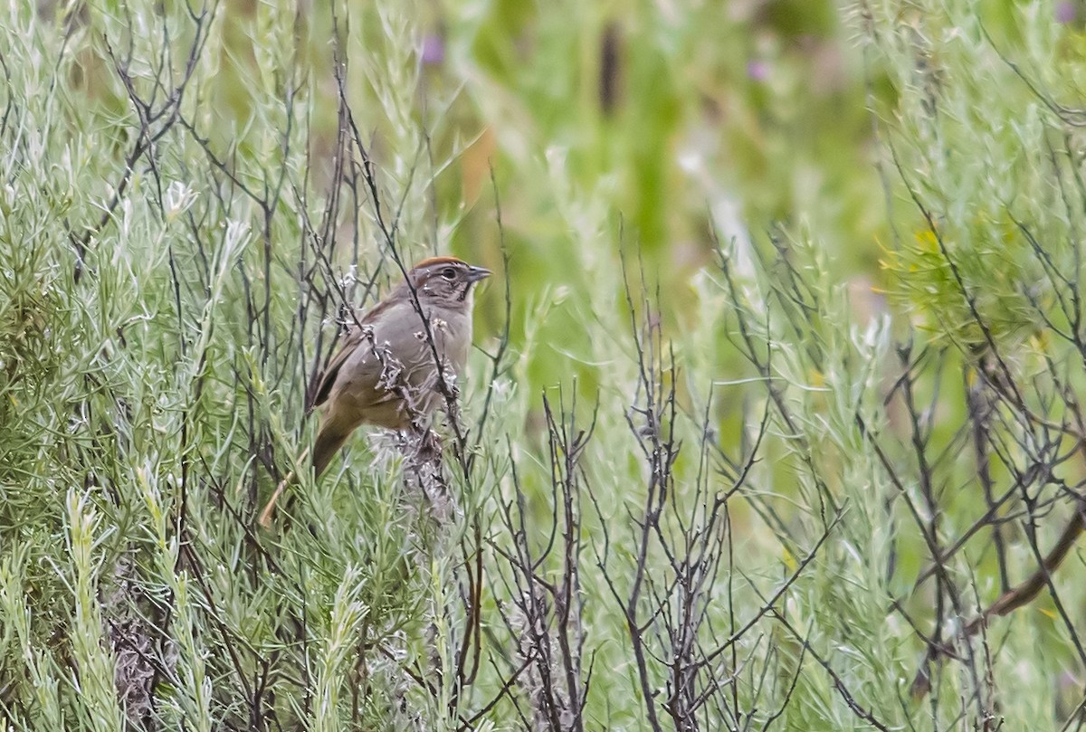 Rufous-crowned Sparrow - ML58951121