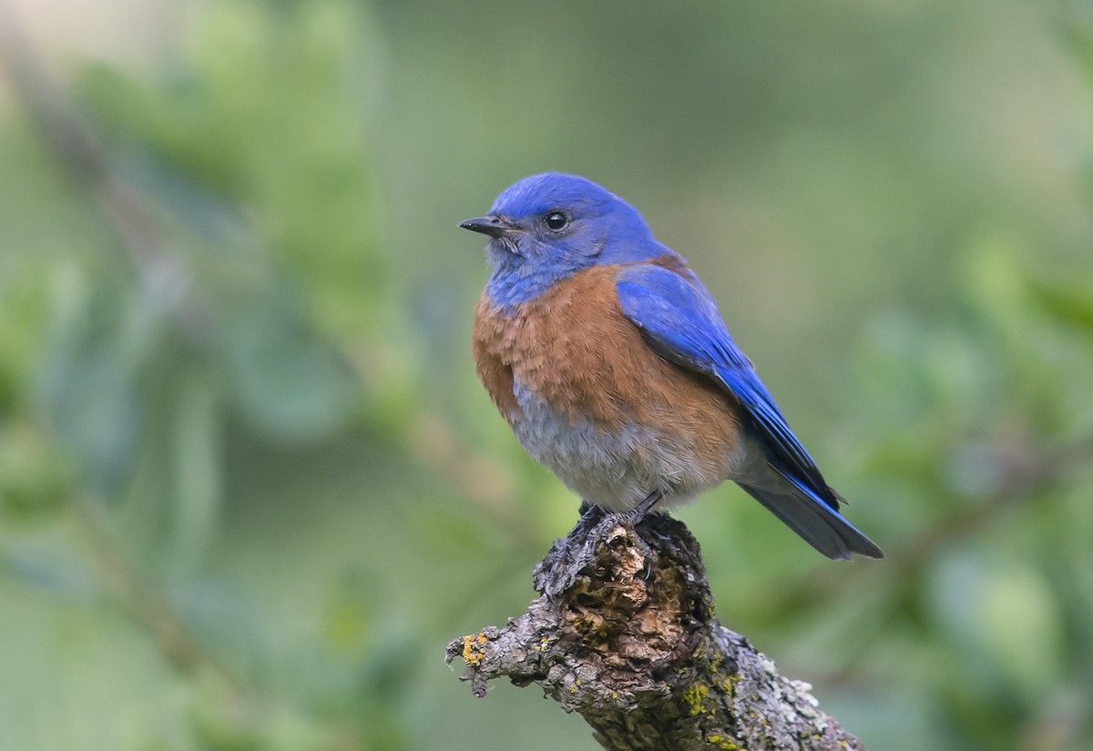 Western Bluebird - Jerry Ting
