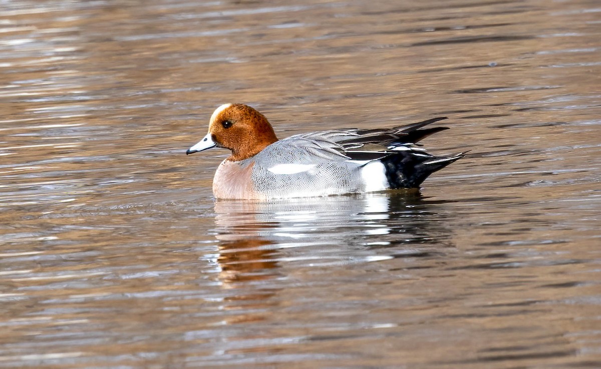 Eurasian Wigeon - ML589511621