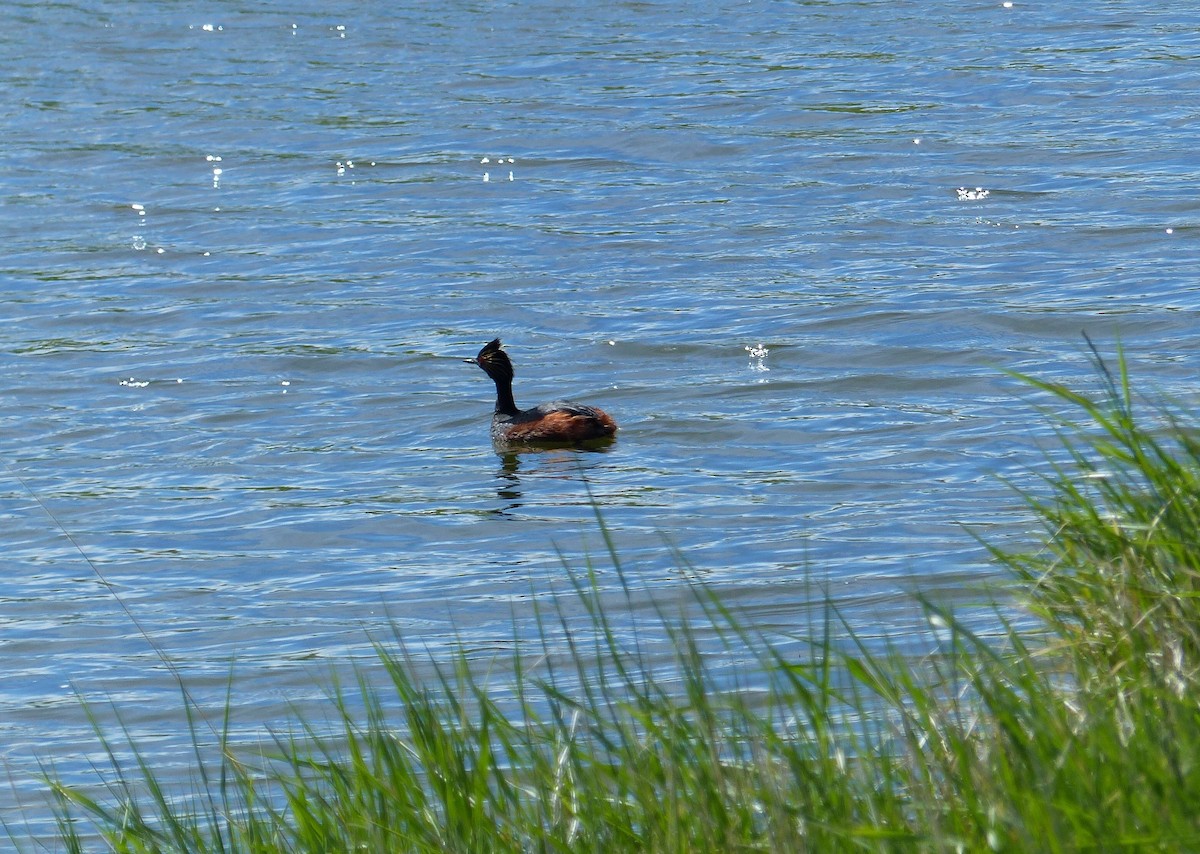 Eared Grebe - Sophie Bérubé