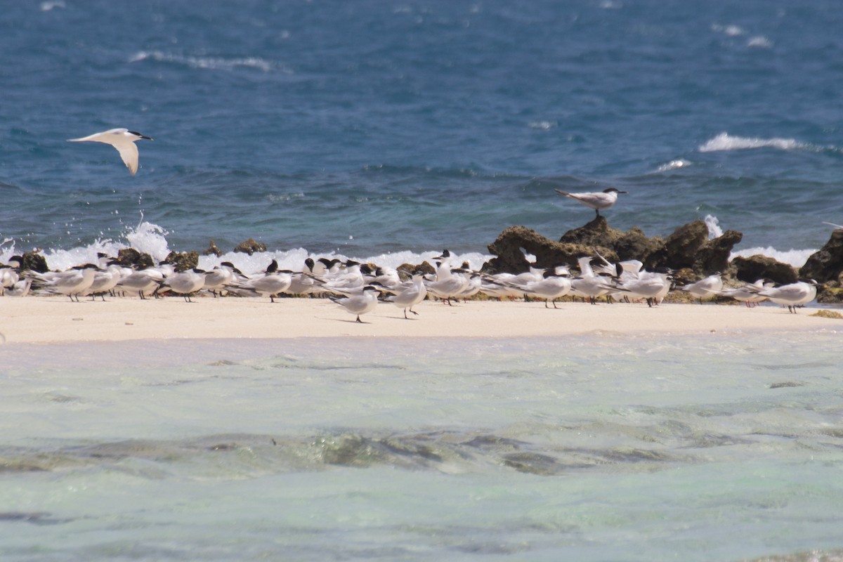 Sandwich Tern - ML58951171