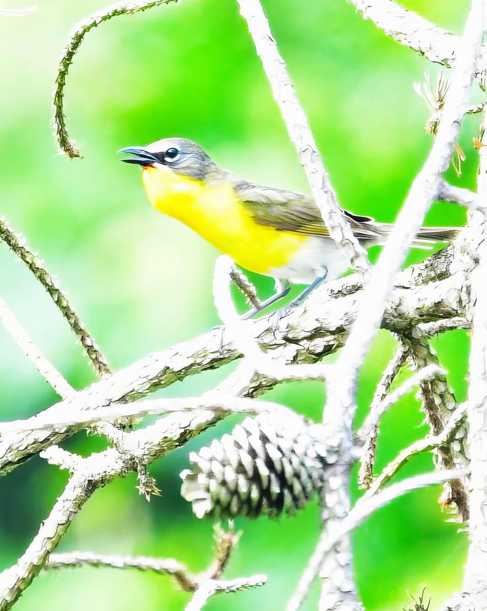 Yellow-breasted Chat - ML589512061