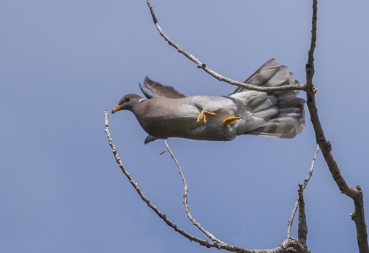 Band-tailed Pigeon - ML58951211