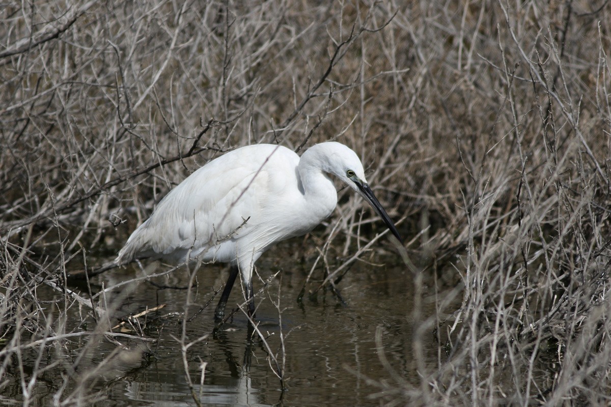 Little Egret - Zbigniew Wnuk