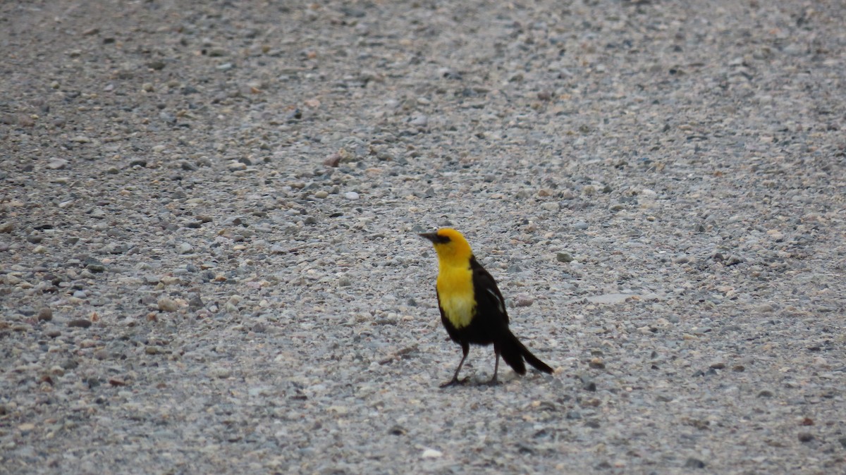 Yellow-headed Blackbird - ML589514141