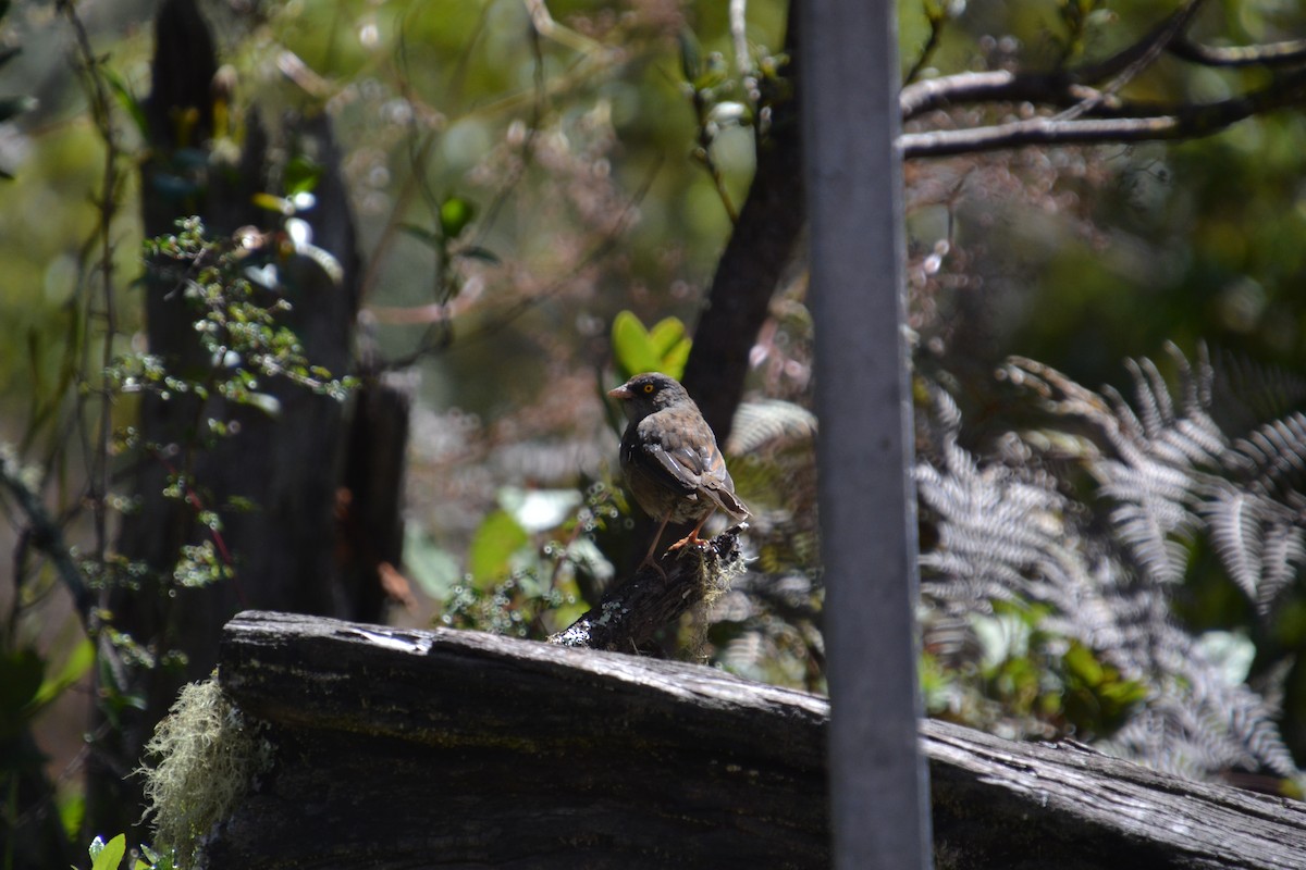 Junco des volcans - ML589514411