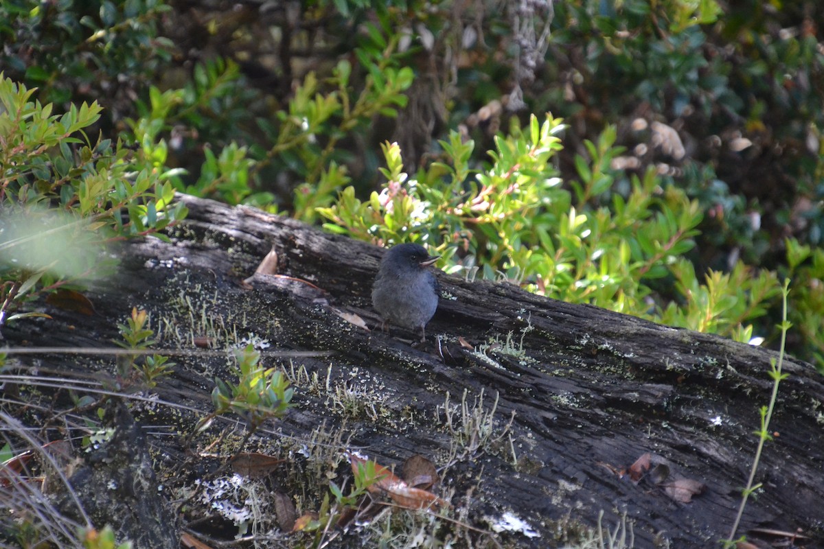 Slaty Flowerpiercer - ML589514491