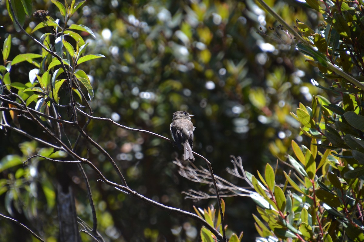 Black-capped Flycatcher - ML589514621