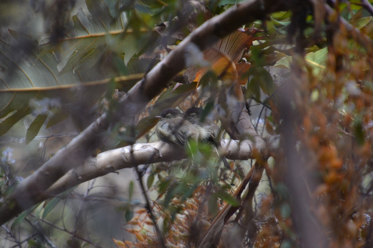 Black-capped Flycatcher - ML589514691