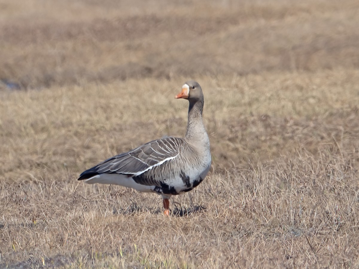 Greater White-fronted Goose - ML589514881
