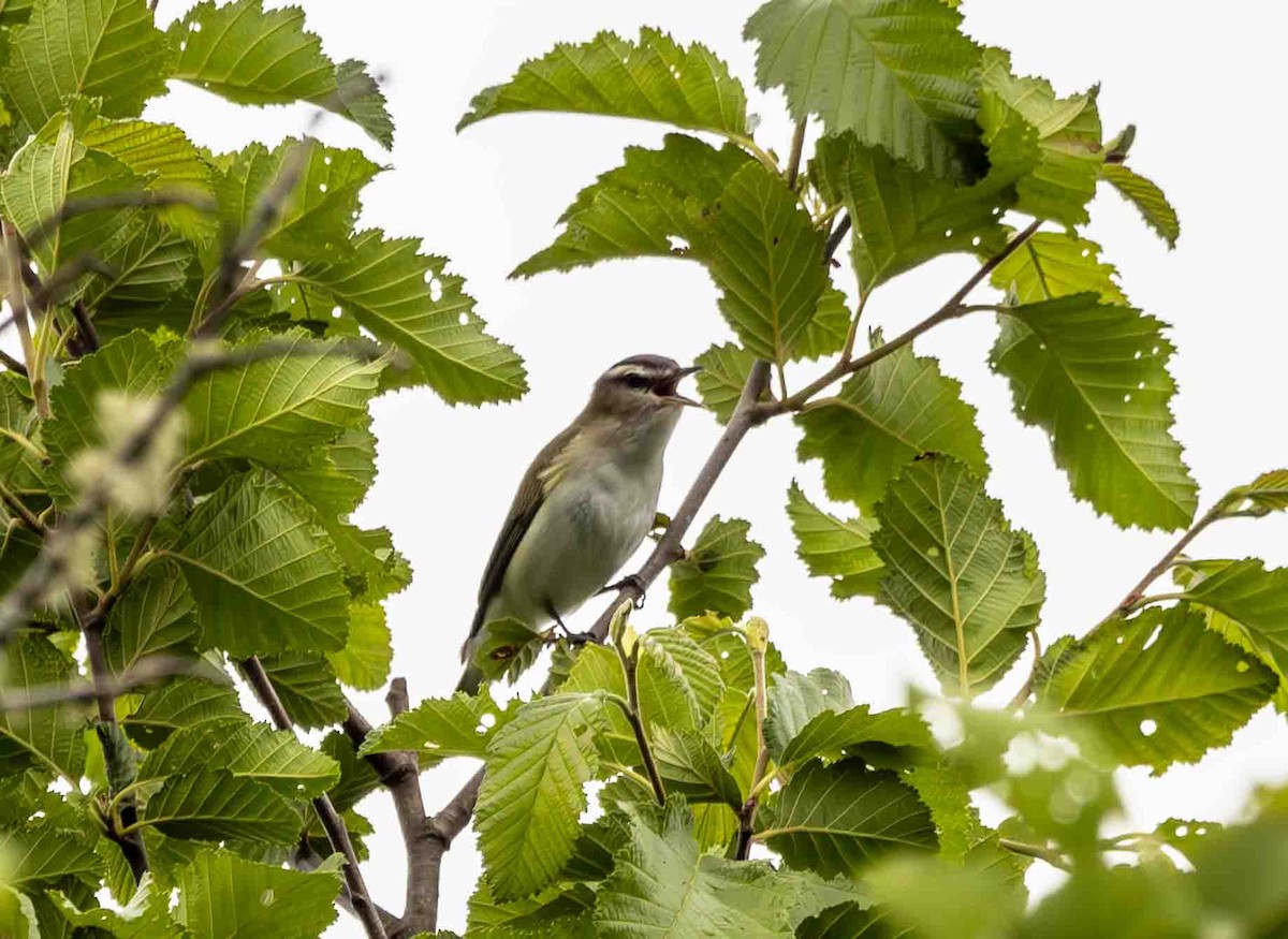 Kızıl Gözlü Vireo - ML589517071