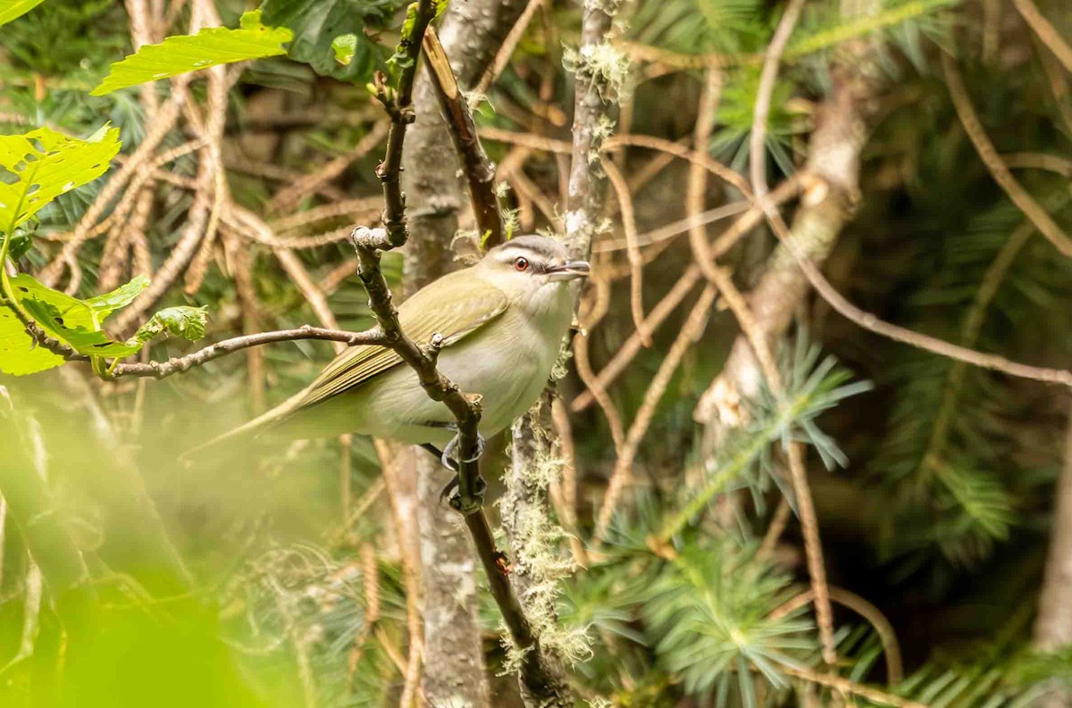 Red-eyed Vireo - ML589517291