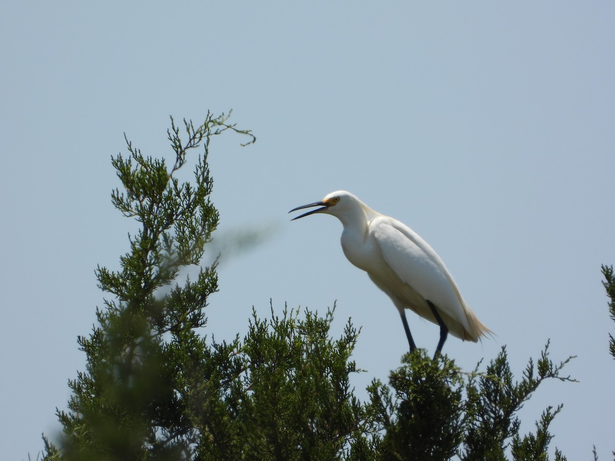 Snowy Egret - ML589517691