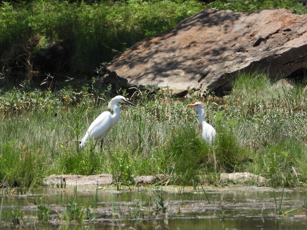 Snowy Egret - ML589517771