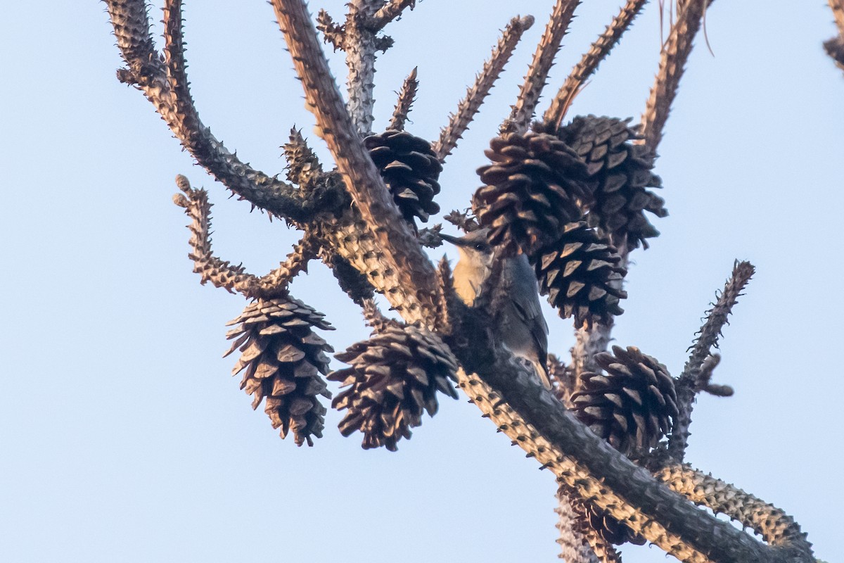 Brown-headed Nuthatch - ML589518251