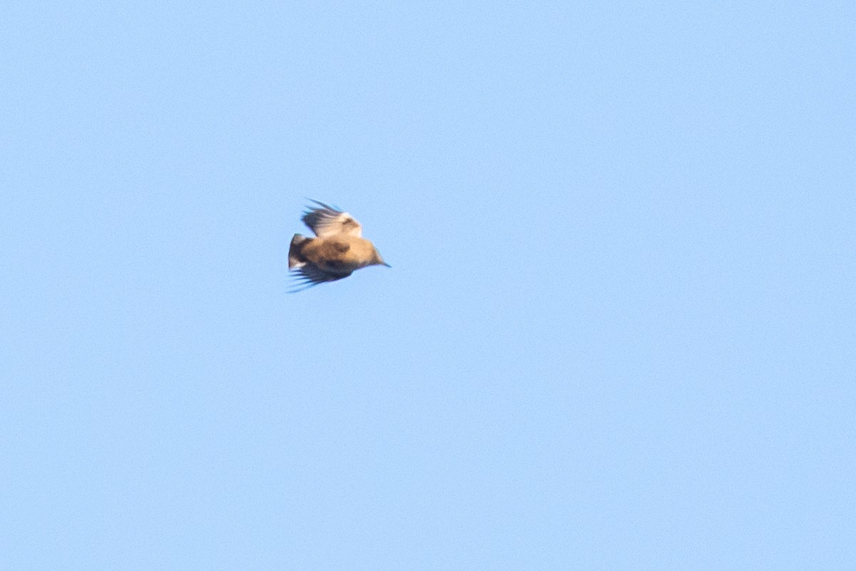 Brown-headed Nuthatch - ML589518281