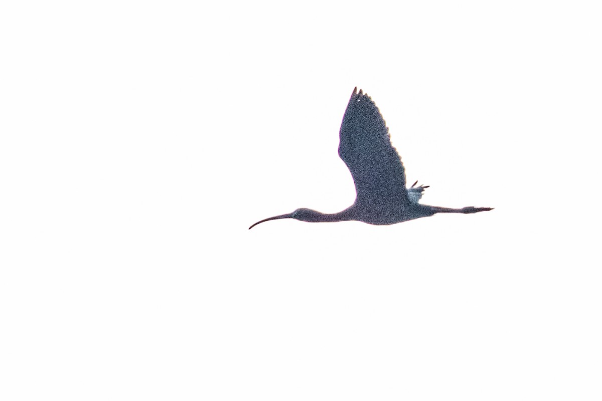 White-faced Ibis - ML589518441